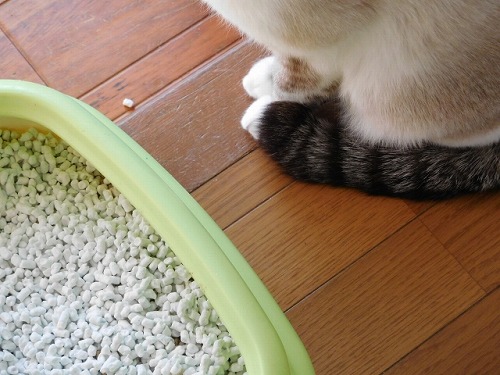 猫の布団への粗相が治らないときの防止対策のおすすめはこれ ひかりデイズ