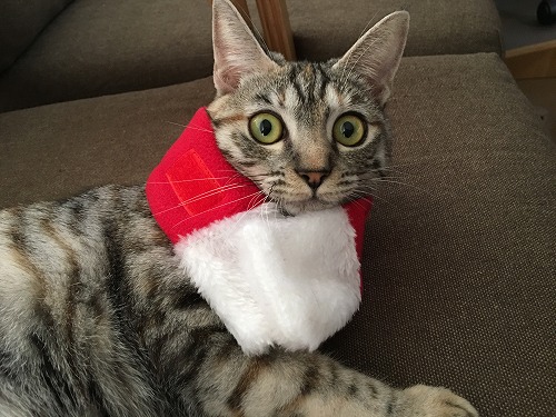 ペットのクリスマス衣装は100均にもある 猫のコスプレ探してみた ひかりデイズ
